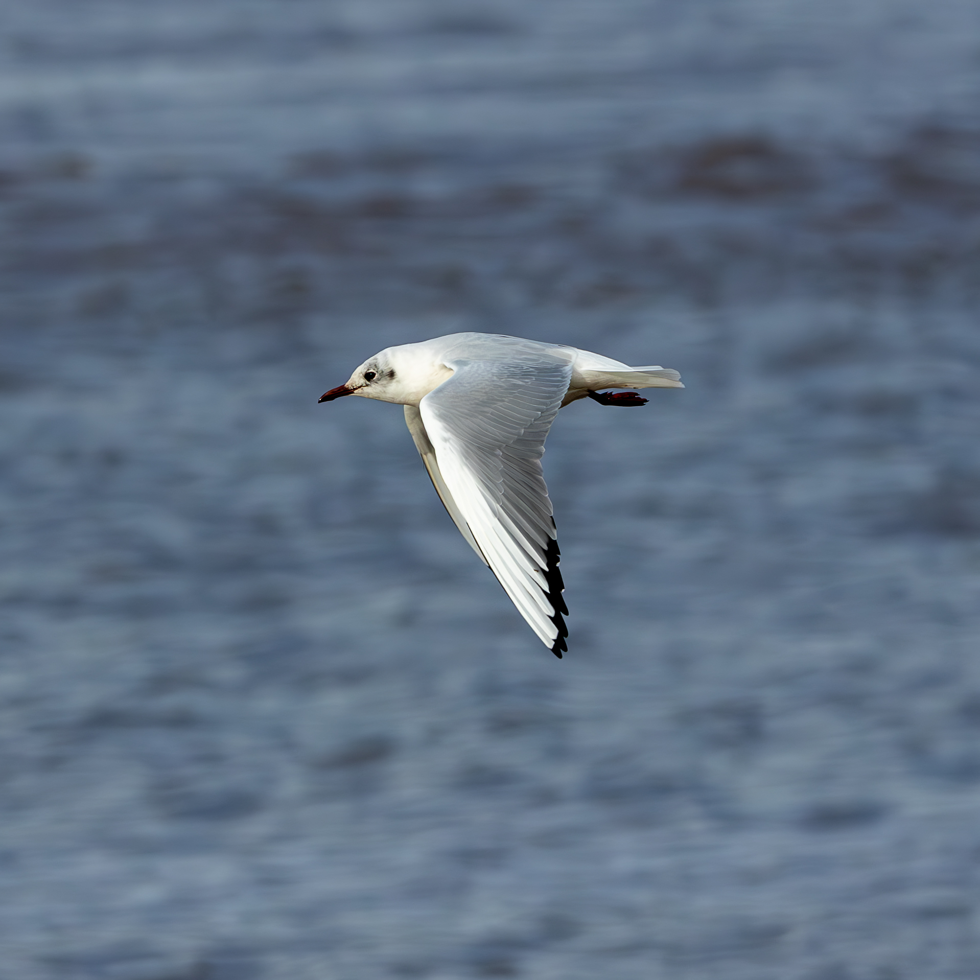 Seagull flying