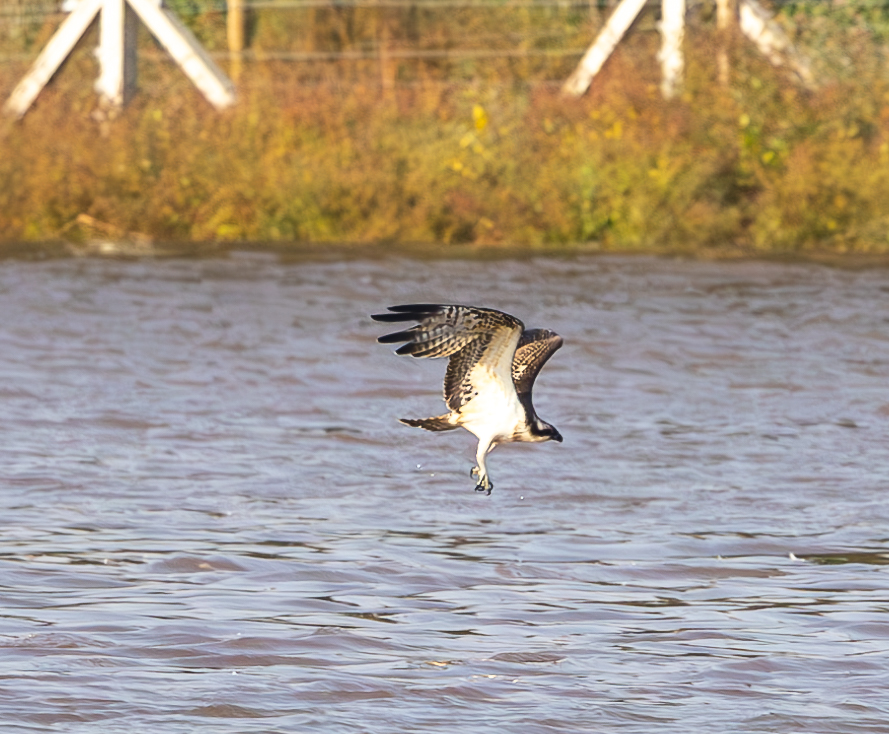 Osprey diving for a catch